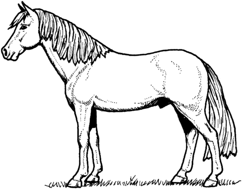 Stallion Horse Coloring Page